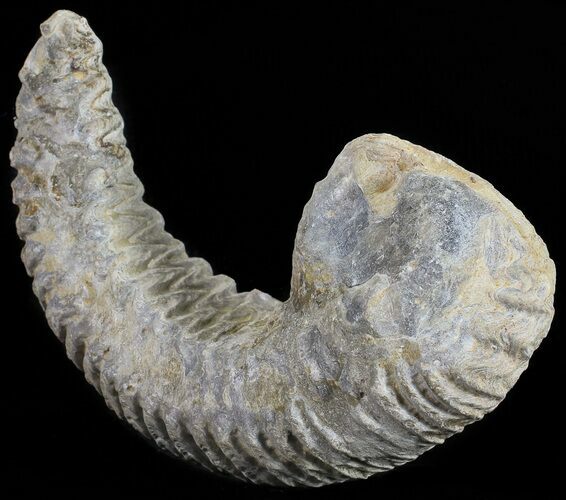 Cretaceous Fossil Oyster (Rastellum) - Madagascar #54445